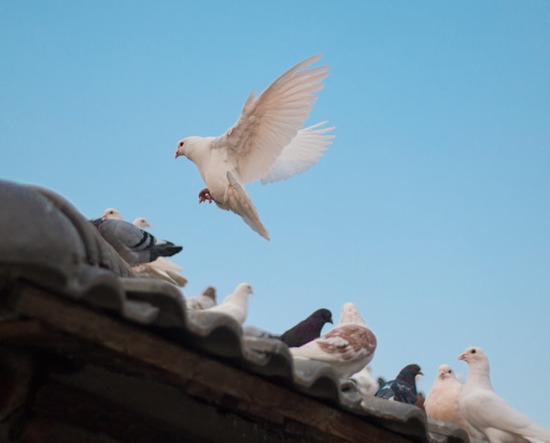 A dove in flight, representing the Holy Spirit.