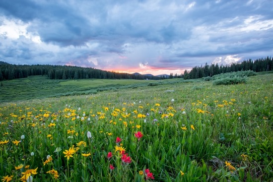 A  beautiful meadow filled with flowers.