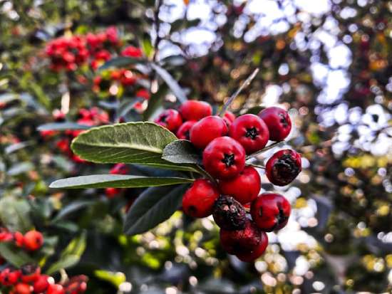 A bunch of red berries hanging from a tree, symbolizing the fruits or results of one's character and actions.