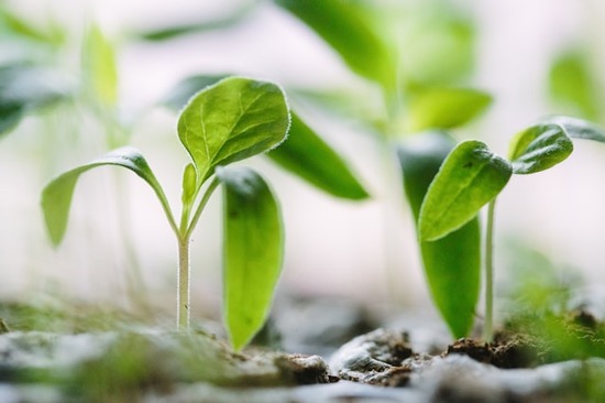 Spiritual growth is often likened to seedlings growing out of the ground.