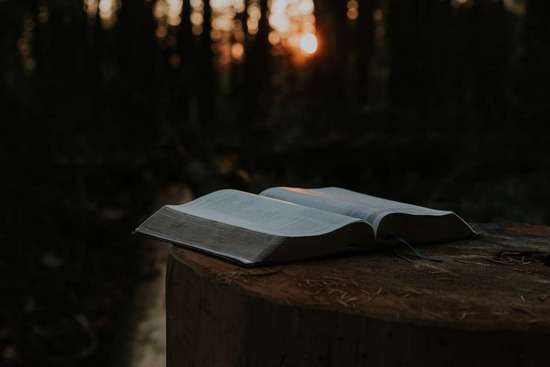 An open Bible resting on a tree stump