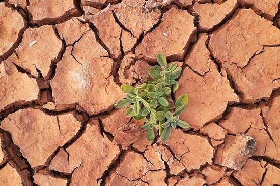 One lone plant growing out of cracked, parched soil, symbolizing Mark's perseverence