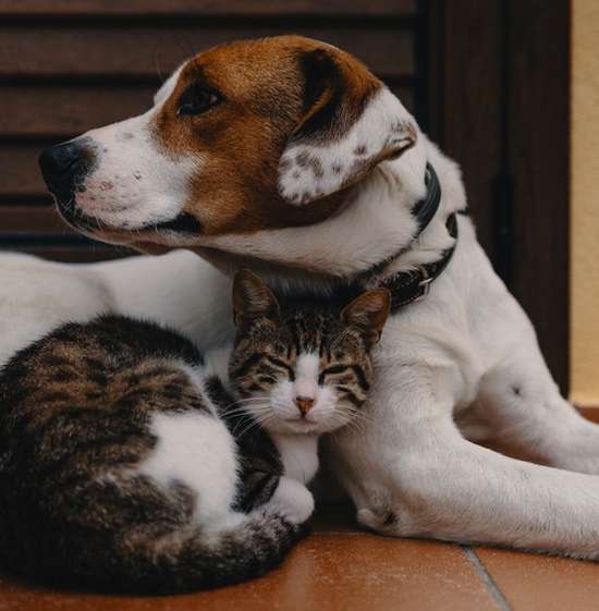 A cat and dog sit in peaceful companionship with one another. 