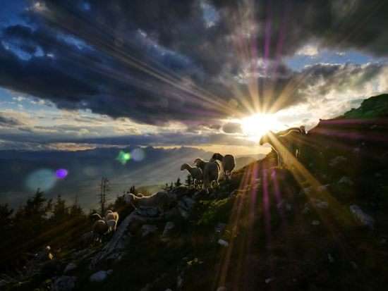 A flock of sheep standing on a hillside as the sun shines on them.