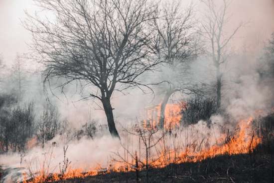 A scene of trees being consumed by smoke and fire.