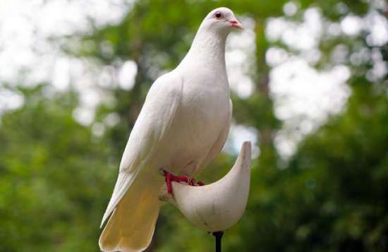 A dove, a representation of the Holy Spirit at Jesus' baptism