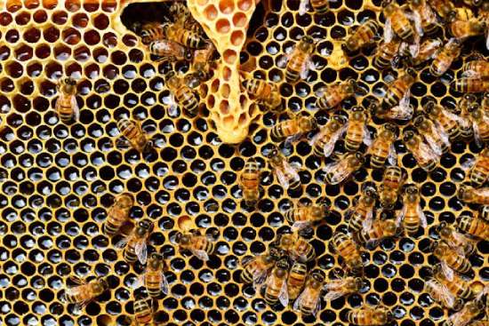 When we think of honey, we often imagine bees buzzing around a honeycomb.